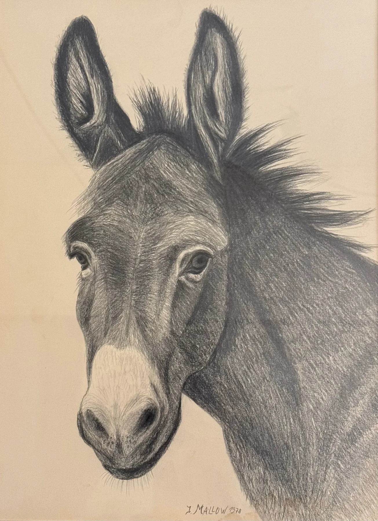 Historische Bleistiftzeichnung eines Esels
