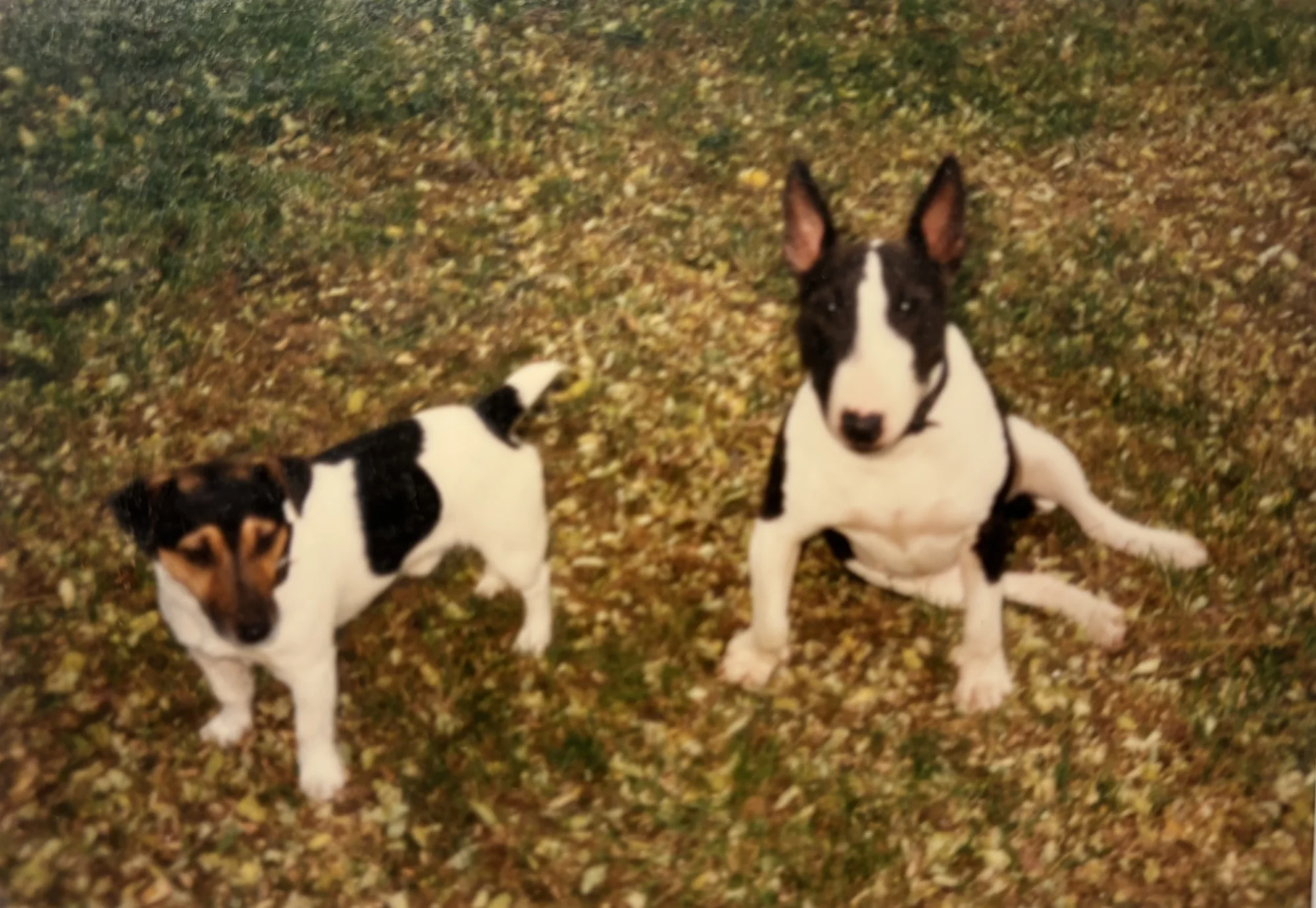 Finnley & Yves-Alain – Bürohunde und treue Begleiter