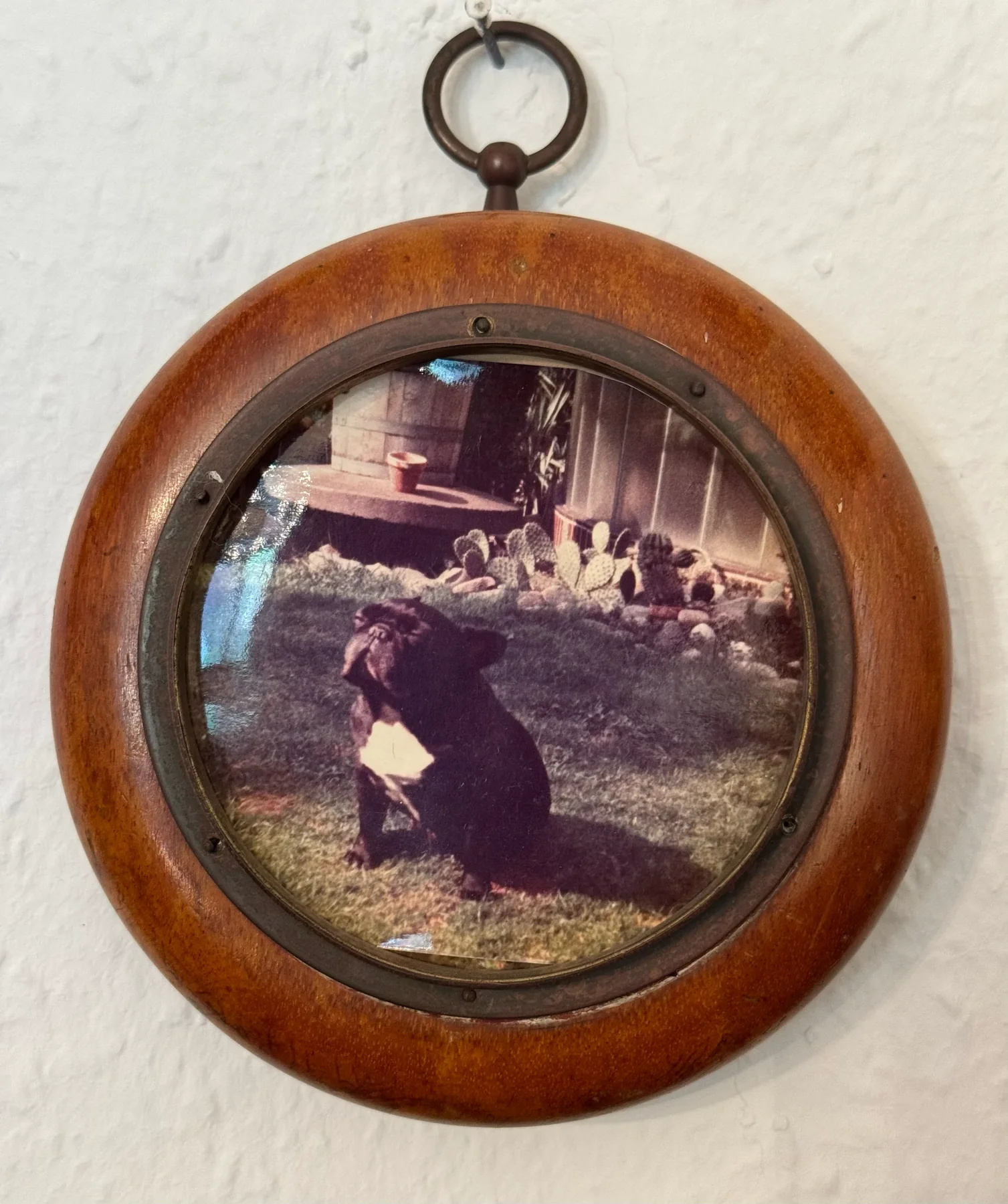 Historic bulldog portrait