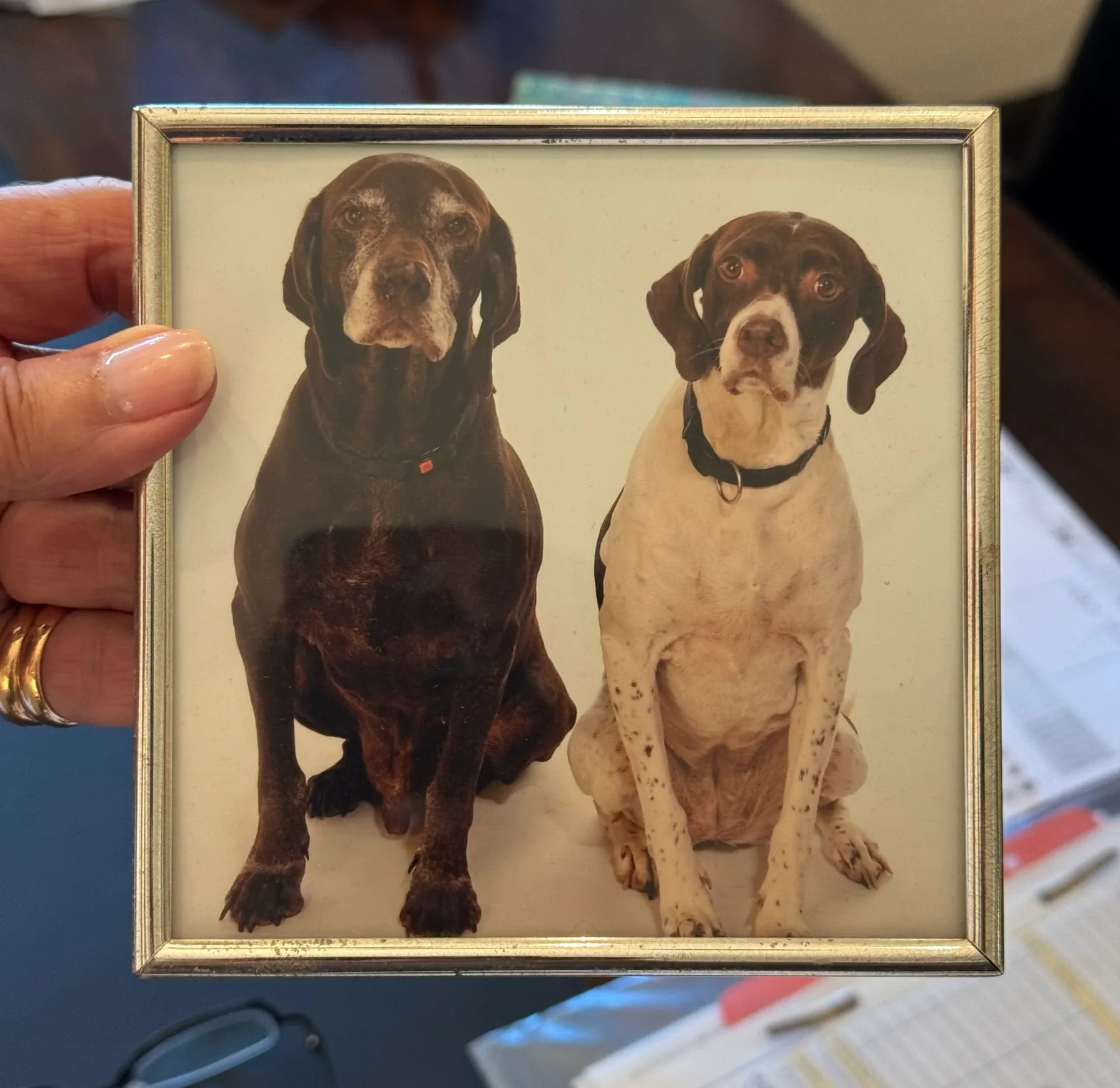 Historic photograph of hunting dogs