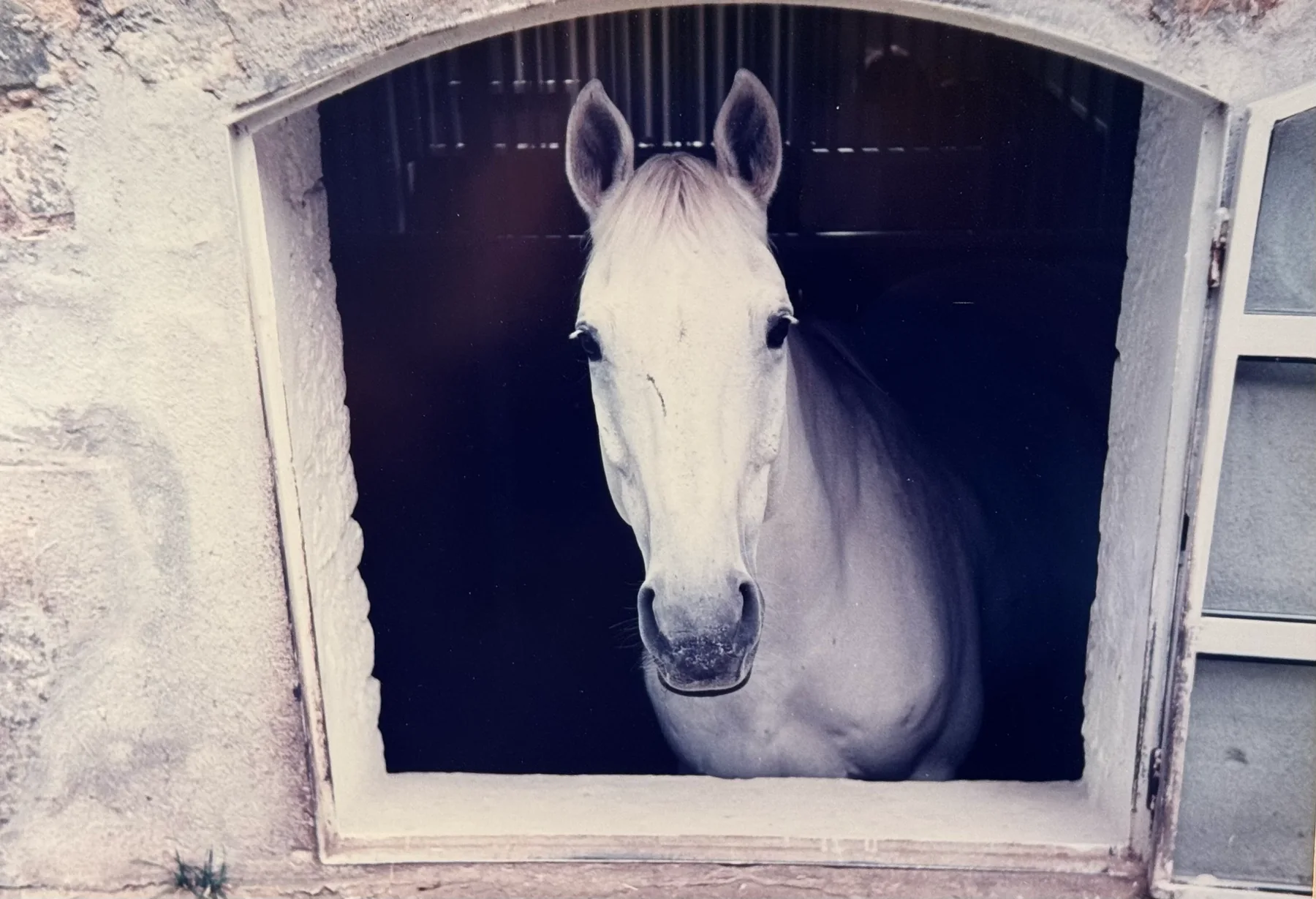 Horse Karolinger looking out from stable window