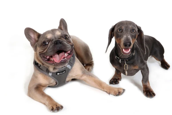 Dog in nature – Pet health insurance